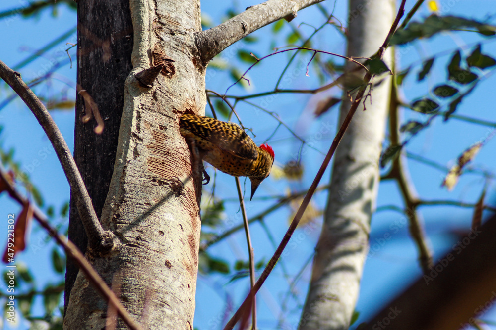 woodpecker woodpecker