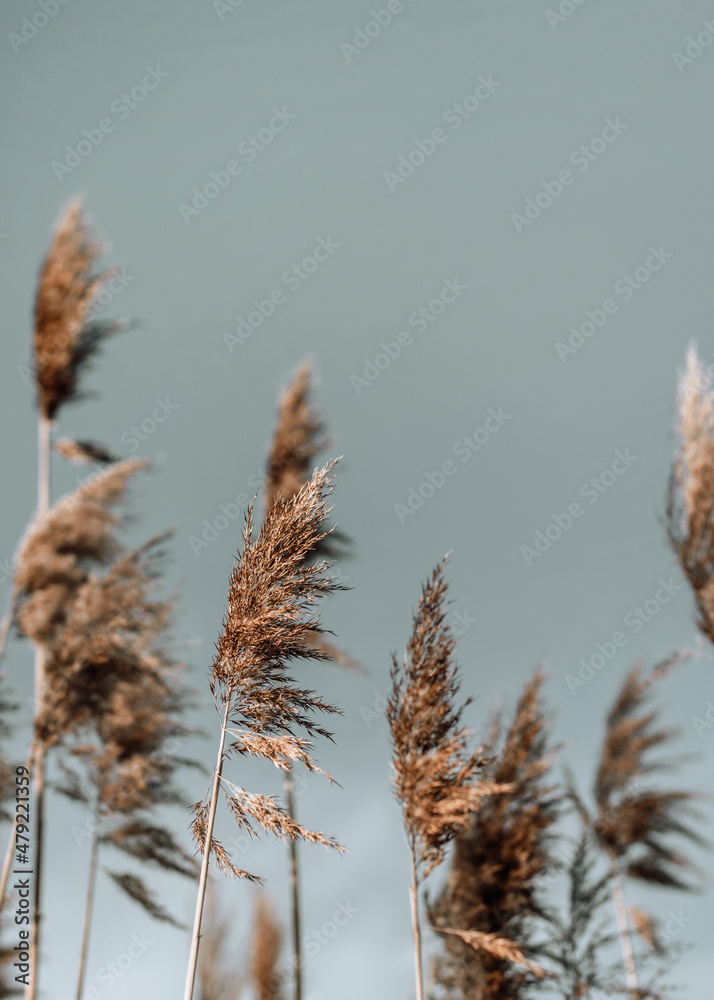 Fototapeta premium Pampas grass,soft plants in the sky, Abstract natural background of soft plants Cortaderia selloana moving in the wind.