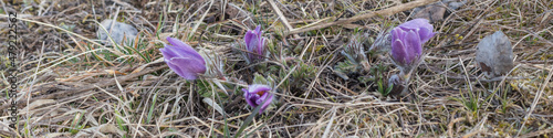 Kuhschellen in der Natur photo