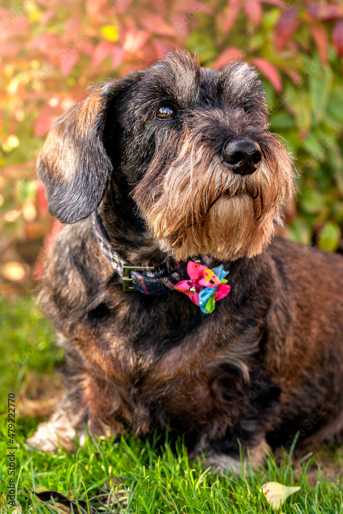 Old Wire Haired Dachshund Dog