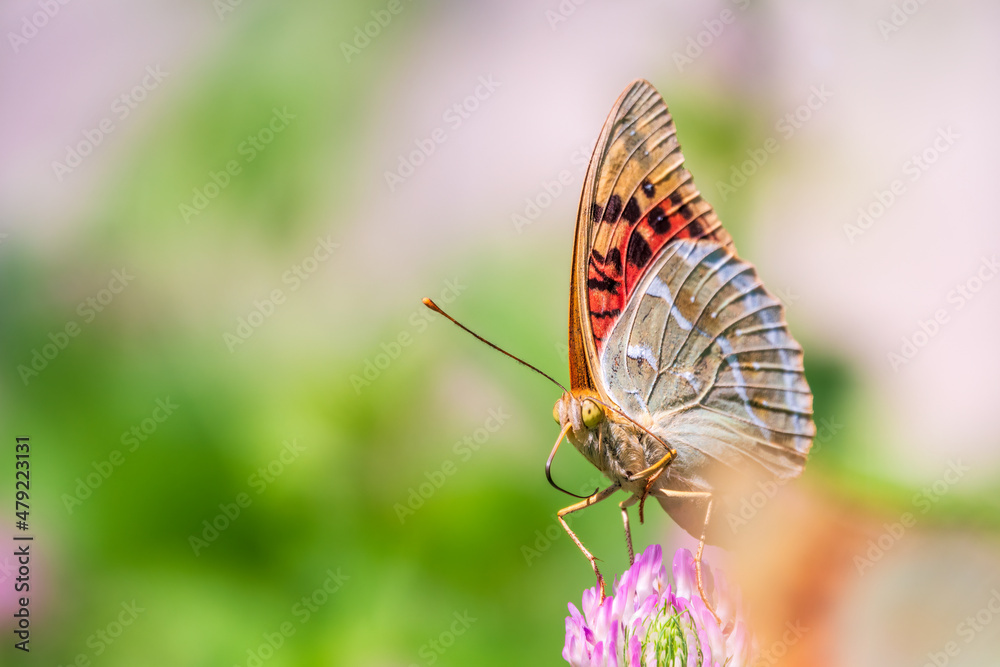 The dark green fritillary butterfly collects nectar on flower. Speyeria aglaja is a species of butterfly in the family Nymphalidae.