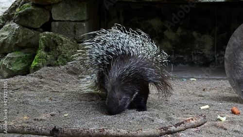 The Indian crested Porcupine, Hystrix indica or Indian porcupine is a large species of hystricomorph rodent belonging to the Old World porcupine family, HystricidaeThe Indian crested Porcupine, Hystri photo