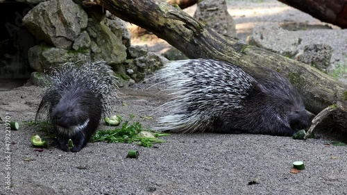 The Indian crested Porcupine, Hystrix indica or Indian porcupine is a large species of hystricomorph rodent belonging to the Old World porcupine family, HystricidaeThe Indian crested Porcupine, Hystri photo