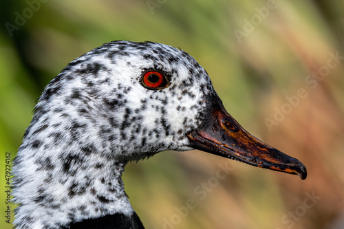 Portrait of a White-Winged Wood Duck (Asarcornis scutulata) photo