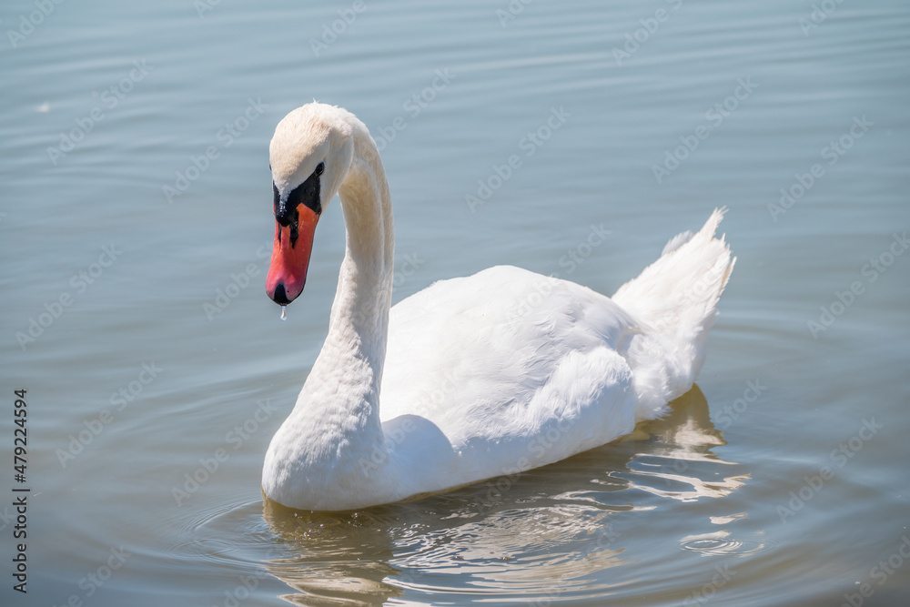 Fototapeta premium Graceful white Swan swimming in the lake, swans in the wild. Portrait of a white swan swimming on a lake.