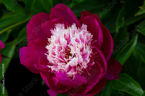 Fototapeta Naklejka Na Ścianę i Meble -  Tom Cat japanese type carmine red  flower peony lactiflora in summer garden, close-up