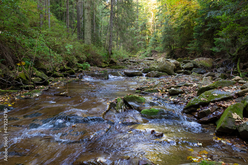 Leaf fall on fast forest mountain river at autumn. Carpathians. Ukraine.