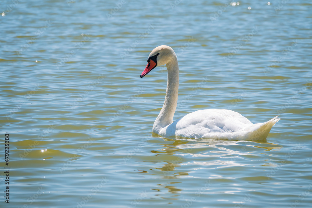 Graceful white Swan swimming in the lake, swans in the wild. Portrait of a white swan swimming on a lake.