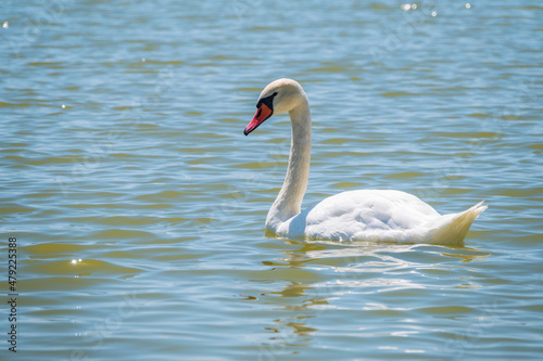 Graceful white Swan swimming in the lake  swans in the wild. Portrait of a white swan swimming on a lake.