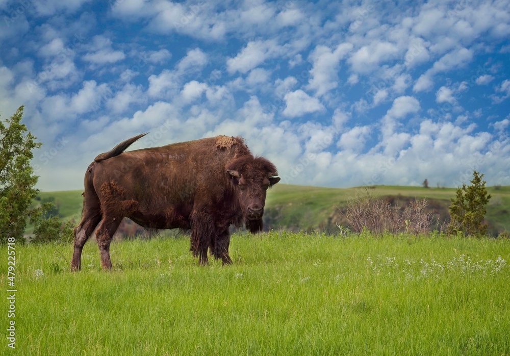 Bison Bull, Theodore Roosevelt National Park, North Dakota, USA