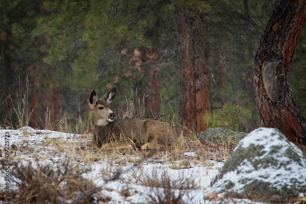 Mule Deer, Snow, Rocky Mountain National Park, Colorado, USA Mule Deer, Snow, Rocky Mountain National Park, Colorado, USA