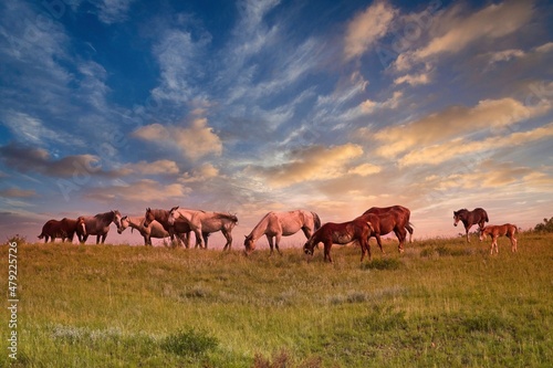 Wild Horse Herd  Theodore Roosevelt National Park  North Dakota  USA