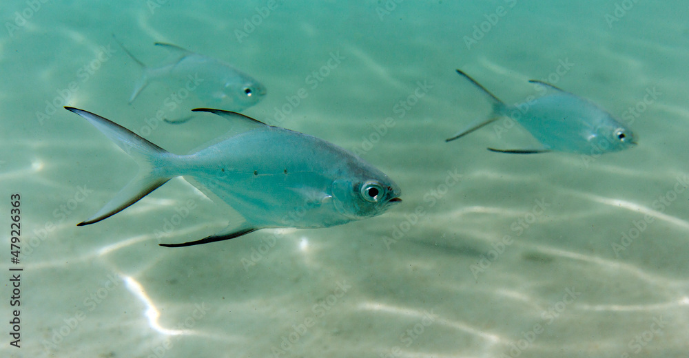 Obraz premium A close picture of Carangidae fish