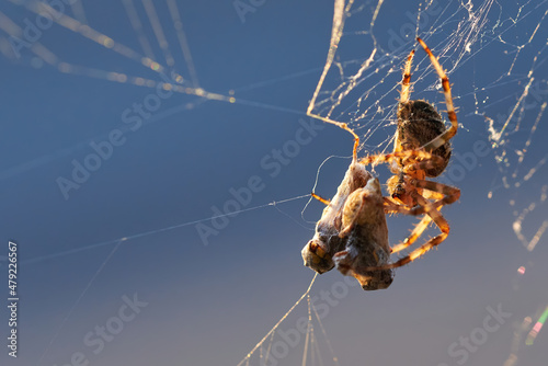 Fotografering European garden spider with wasps in the web (Araneus diadematus)