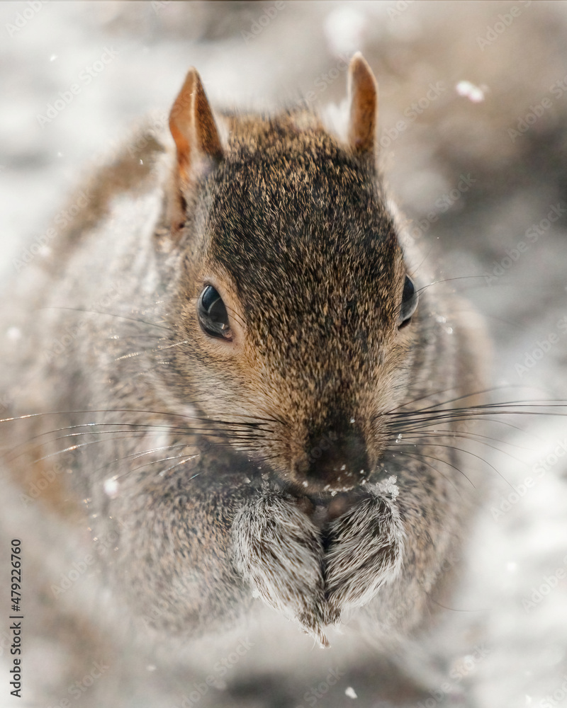 Obraz premium Squirrel Eating Seed In Snow