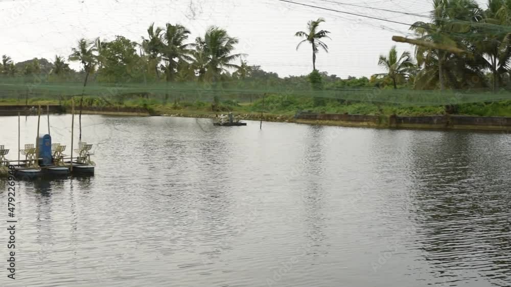 Man made fish and prawn farming farms located in Goa which rear and breed fish and prawns and shrimps for local consumption and export Man made fish and prawn farming farms located in Goa which rear and breed fish and prawns and shrimps for local consumption and export