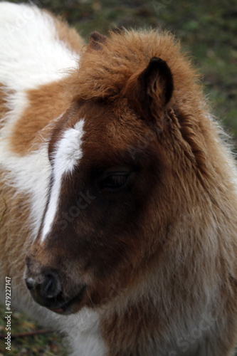 potro de pony