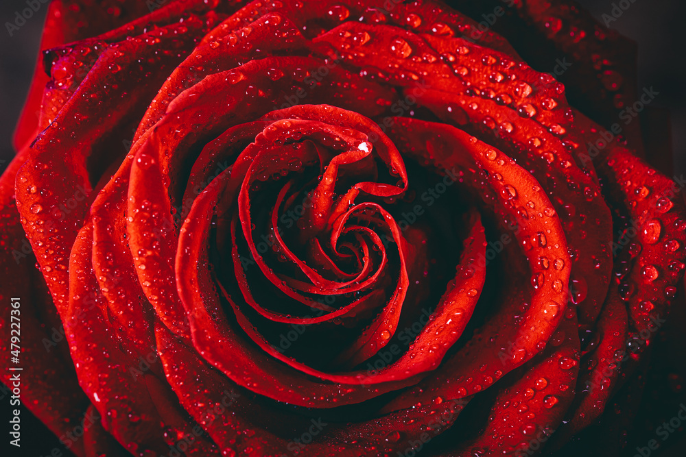 Naklejka premium Red rose with dew drops close up