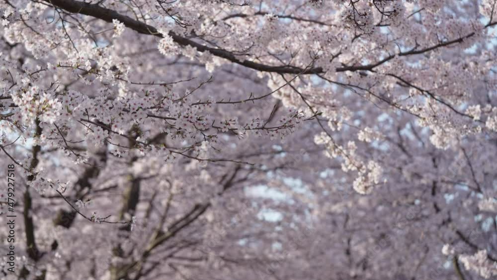桜　サクラ　満開の桜　福井県日本