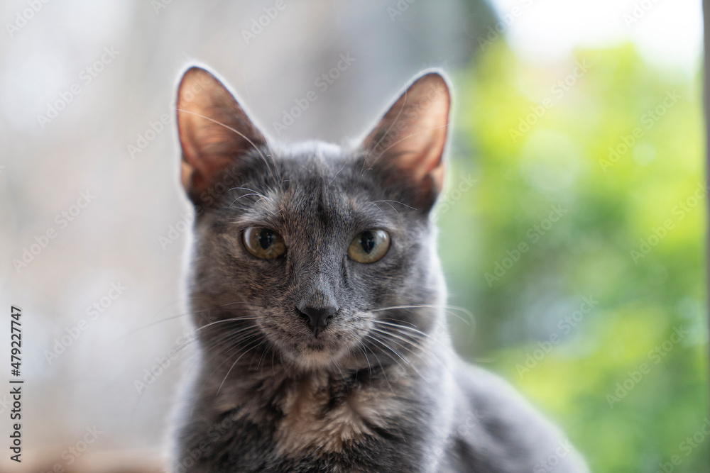 Cute funny grey and turtle Russian Blue cat  looking up in front of window