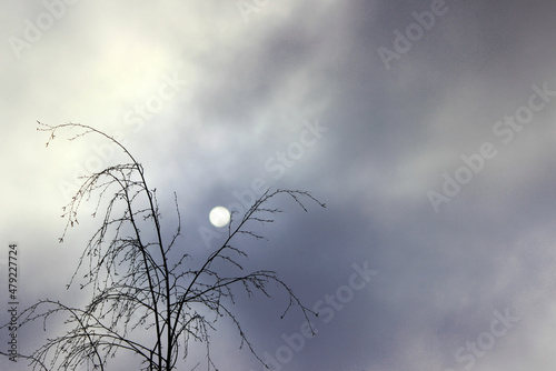 silhouette of a birch and the sun, which makes its way through the clouds in spring © wolfness72