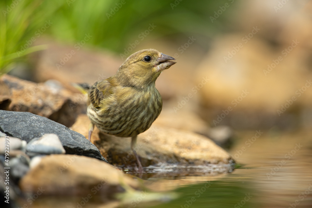 Fotografie European greenfinch