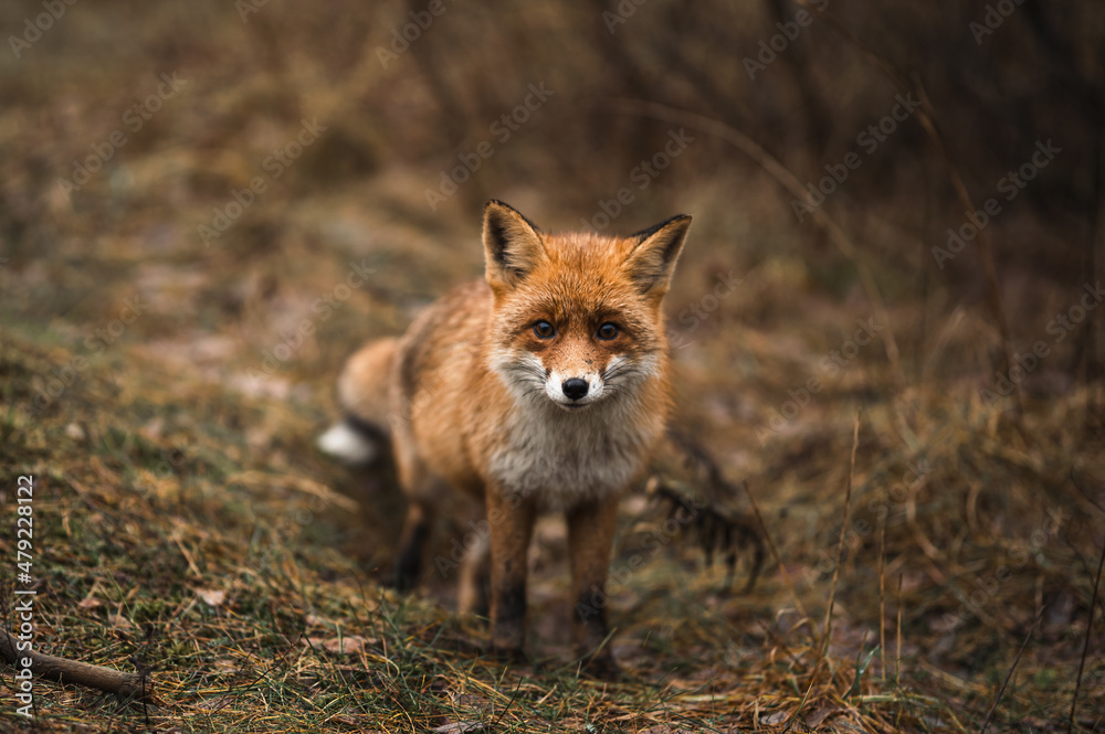 Wild fox in the Curonian Spit Nature Reserve Wild fox in the Curonian Spit Nature Reserve
