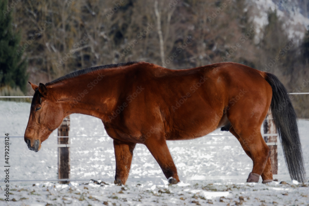 Horses in winter