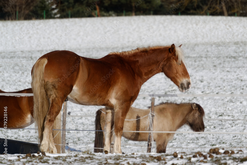 Horses in winter