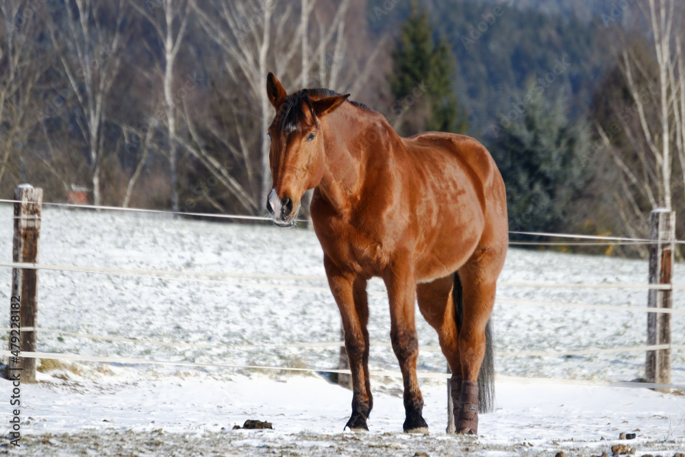 Horses in winter Horses in winter