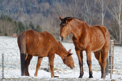 Horses in winter