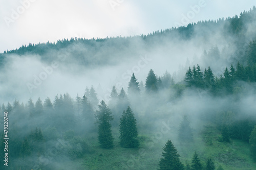 Misty landscape with fir forest in hipster vintage retro style © DIlyana