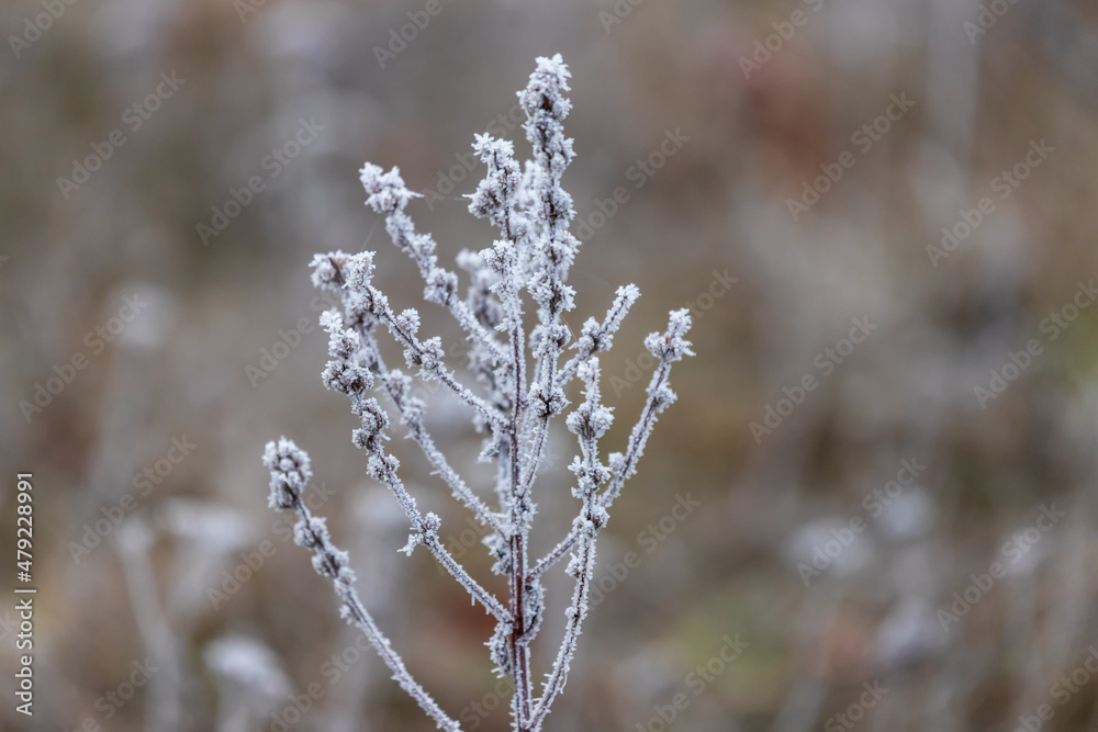 A stalk of grass in a winter landscape on which there is icing. A stalk of grass in a winter landscape on which there is icing.