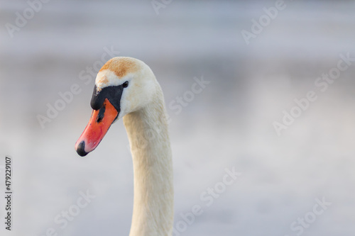 Portrait of a wild swan head. In the background is a frozen lake.