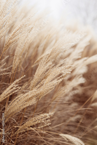 Abstract natural background of soft plants Cortaderia selloana. Pampas grass on a blurry bokeh  Dry reeds boho style. Fluffy stems of tall grass in winter