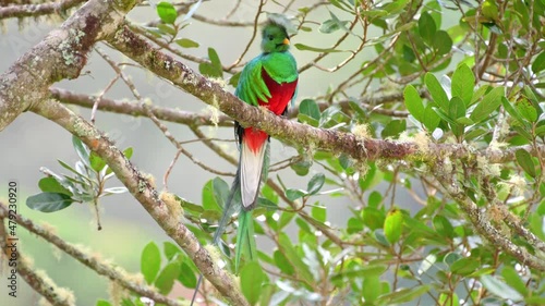 brightly colorful male Resplendent quetzal (Pharomachrus mocinno) on a wild avocado tree, San Gerardo de Dota, Costa Rica, Central America photo