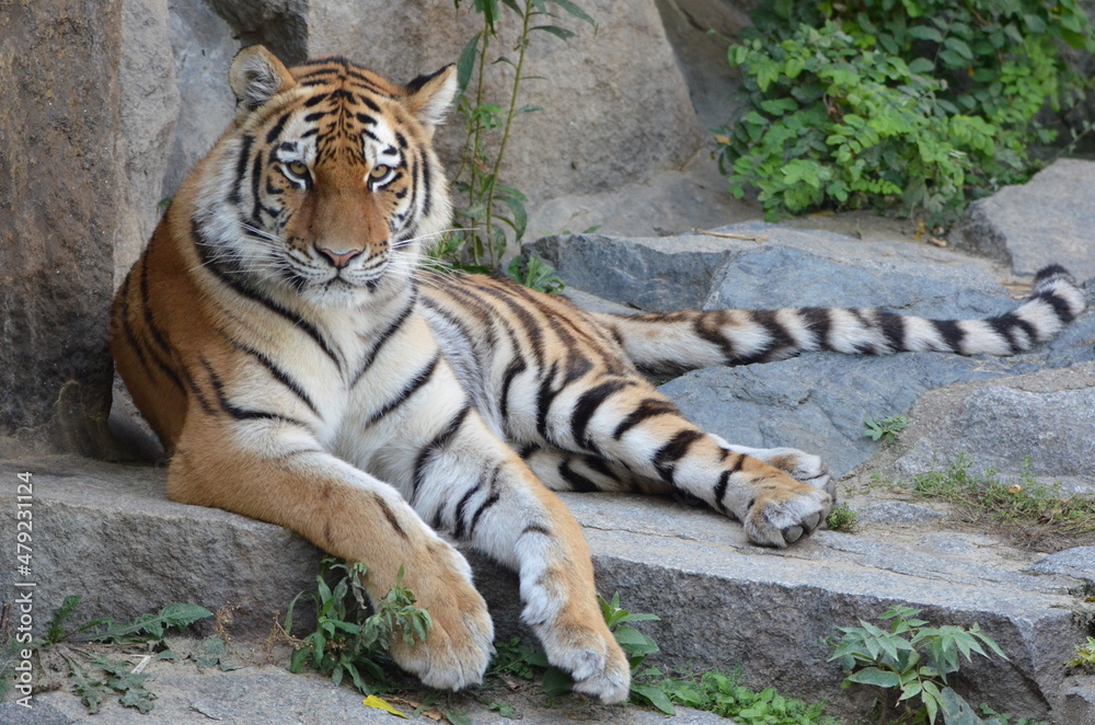 Fototapeta premium Portrait of a Siberian Tiger