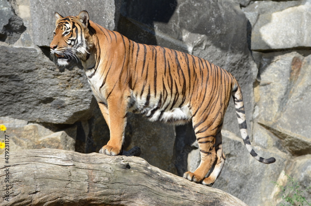 Majestic siberian tiger, standing on a tree Majestic siberian tiger, standing on a tree