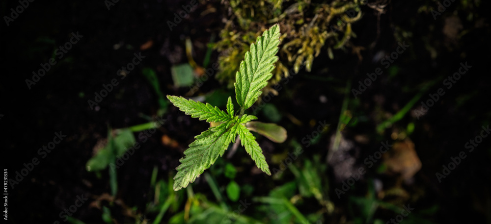 A young cannabis plants on a dark natural background. Selective focus. A young cannabis plants on a dark natural background. Selective focus.