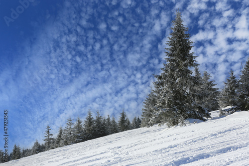 pine tree on winter mountain slope