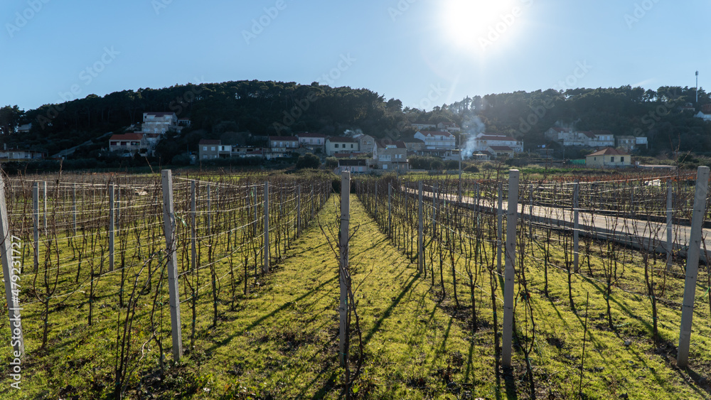 view of vineyards in Lumbarda on Korcula Island, Croatia