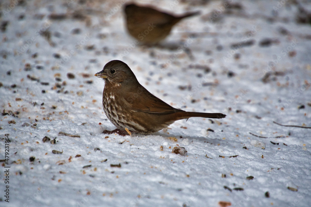 Fox Sparrow (sooty) resting on the snow. Burnaby BC Canada Fox Sparrow (sooty) resting on the snow. Burnaby BC Canada