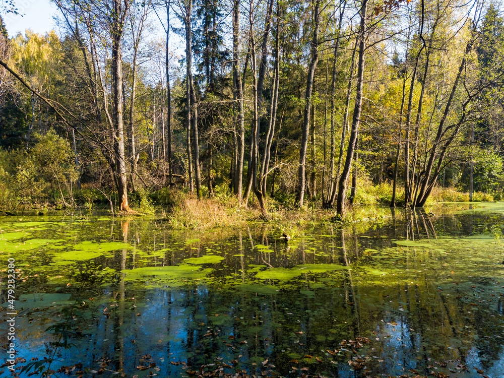 Fototapeta premium A spill in the forest at the junction of two streams, a mysterious swamp-forest landscape