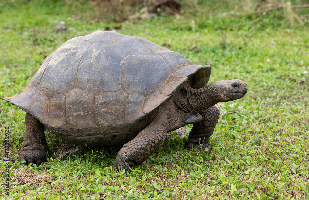 Closeup profile portrait of domed Galapagos Giant Tortoise walking in grassy landscape Closeup profile portrait of domed Galapagos Giant Tortoise walking in grassy landscape