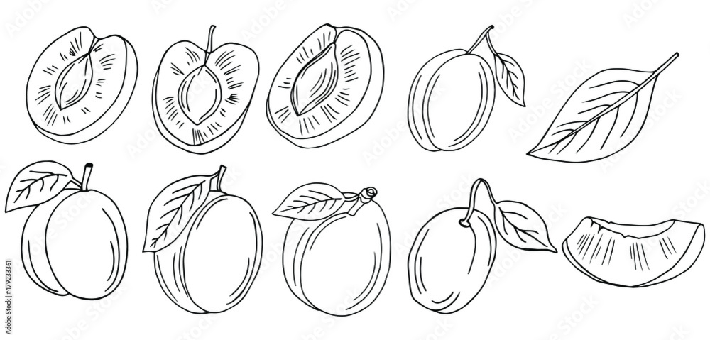 Plum, half a Plum and a slice, isolated on a white background. Vector illustration.