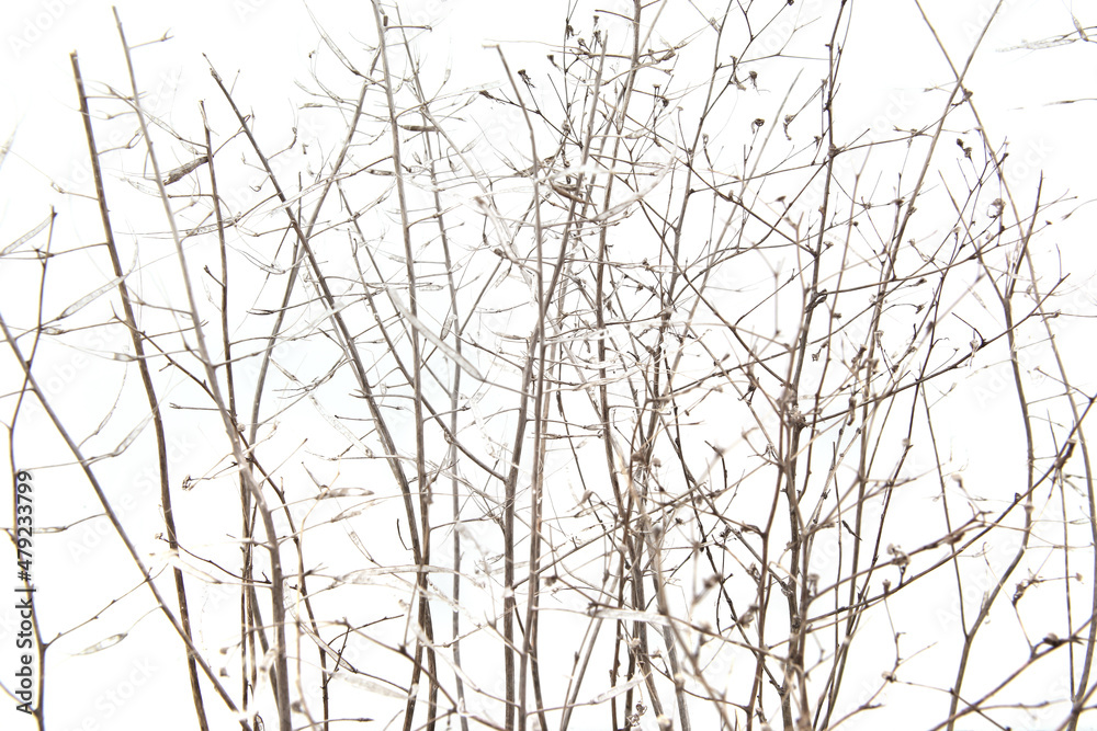 Dry field plants in winter time isolated on white background. Dry meadow grasses or herbs. Dry field plants in winter time isolated on white background. Dry meadow grasses or herbs.