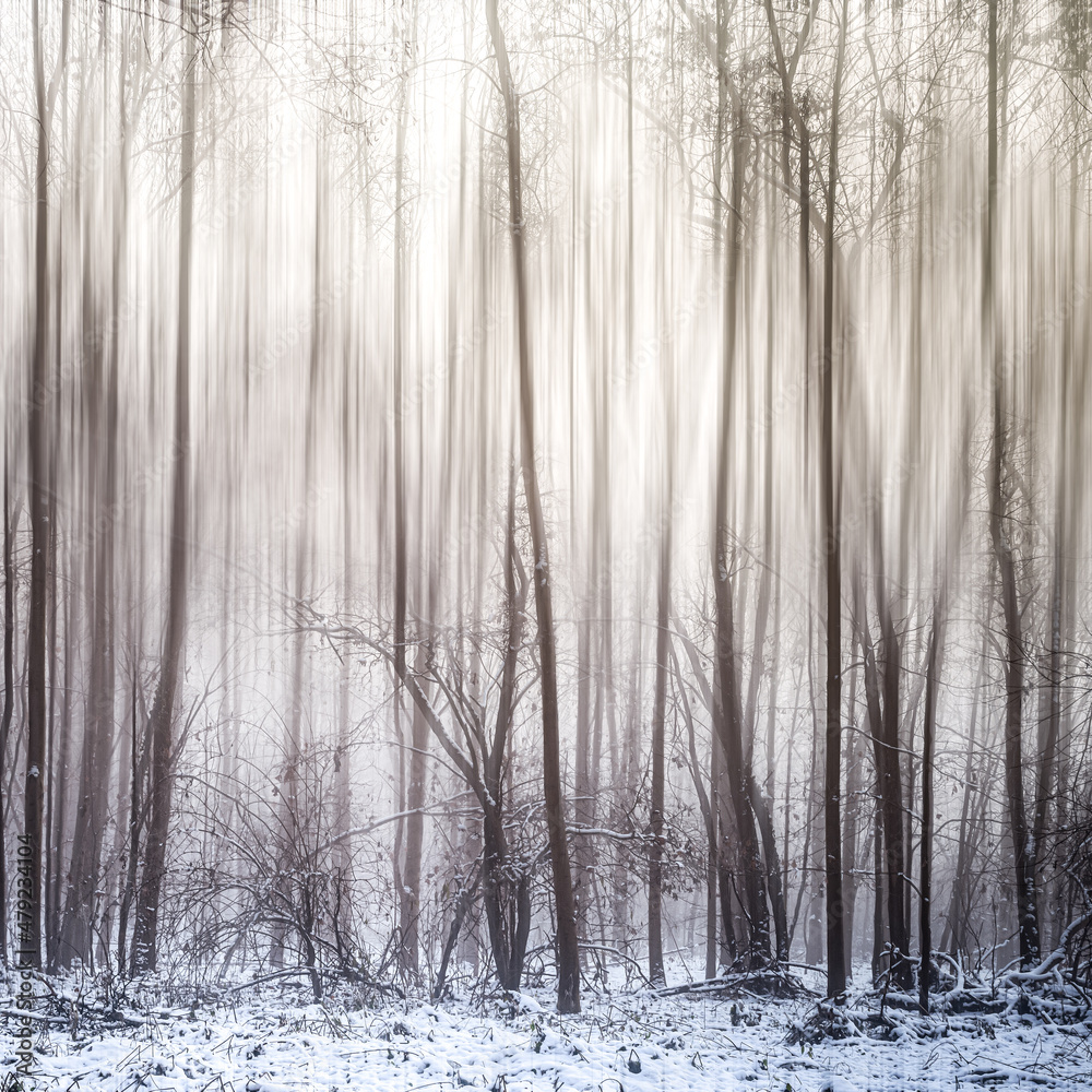 zimowy las we mgle jako abstrakcja - obrazy, fototapety, plakaty 