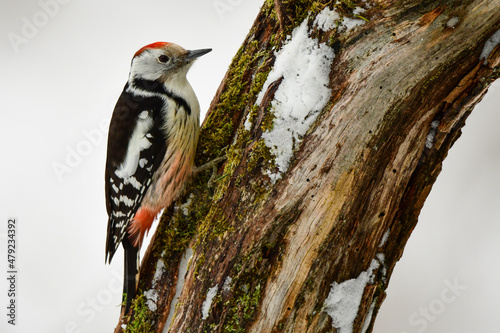 Middle Spotted Woodpecker, Dendrocopos medius photo