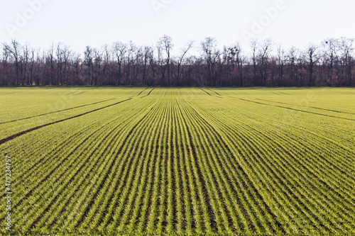 Agricultural farming field with small green plants in lines during winter in Austria