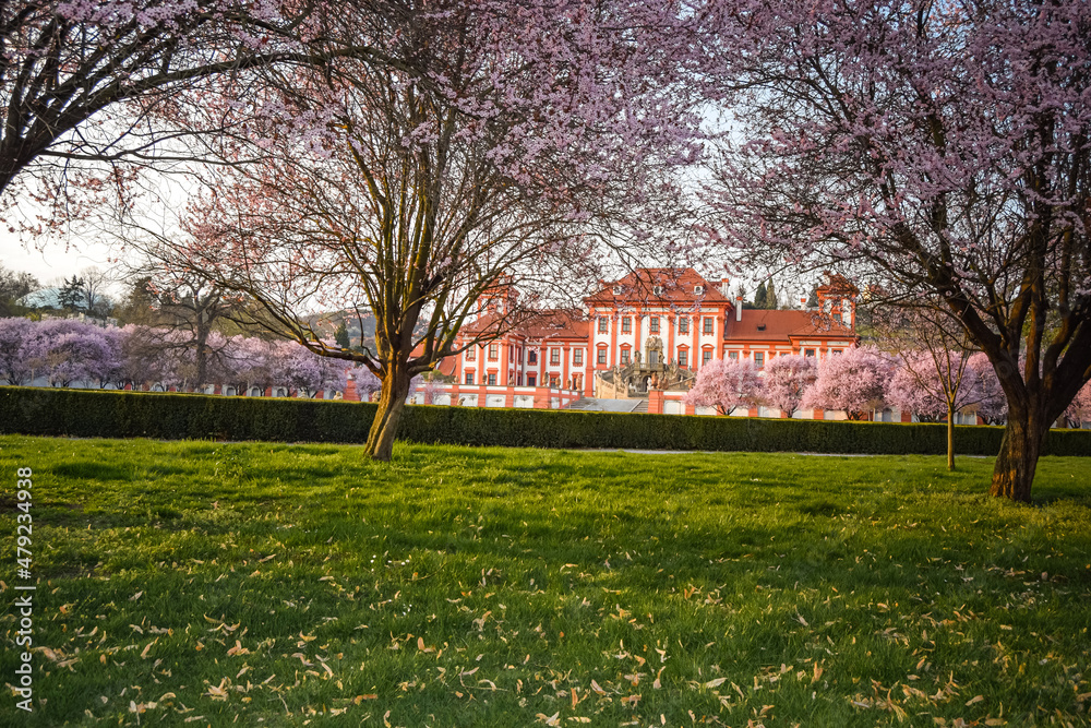 Pink cherry trees in the gardens of Troja Castle, Prague, Czech Republic Pink cherry trees in the gardens of Troja Castle, Prague, Czech Republic